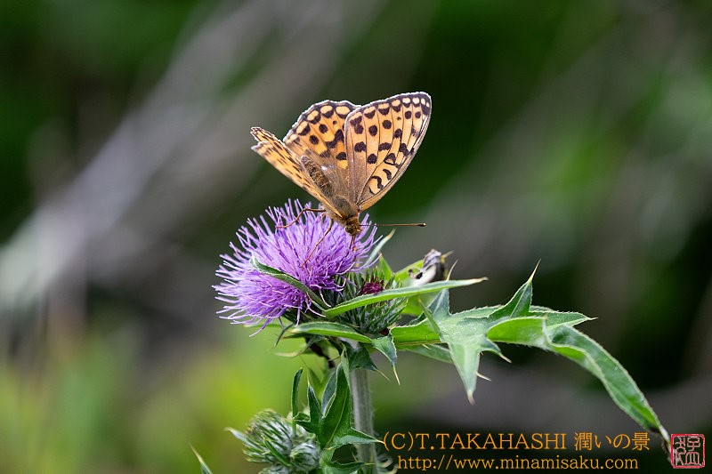 ../Images/7R240810 (34).jpg